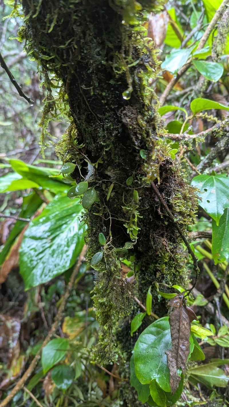 Bulbophyllum hymenanthum photo 3