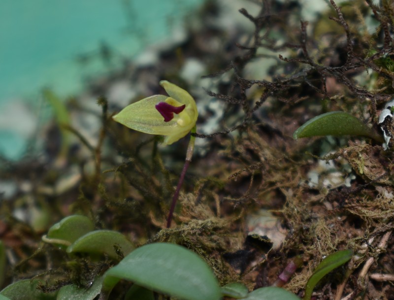 Bulbophyllum hymenanthum photo 6