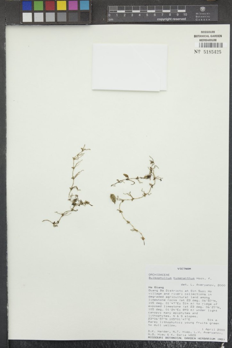 Bulbophyllum hymenanthum photo 7