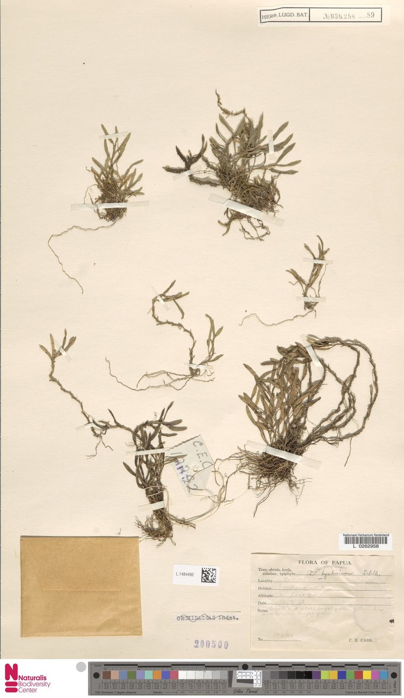 Bulbophyllum hystricinum photo 2
