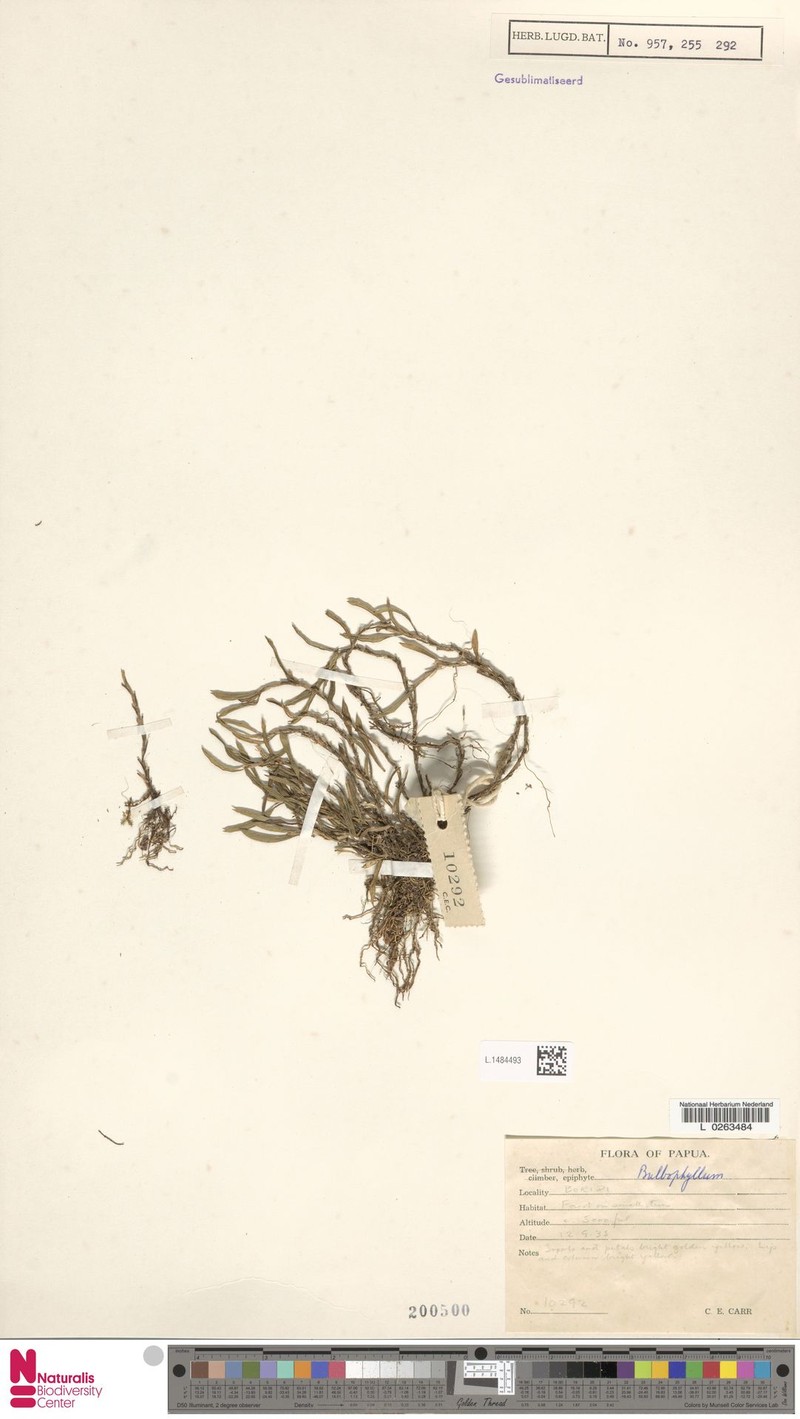 Bulbophyllum hystricinum photo 3