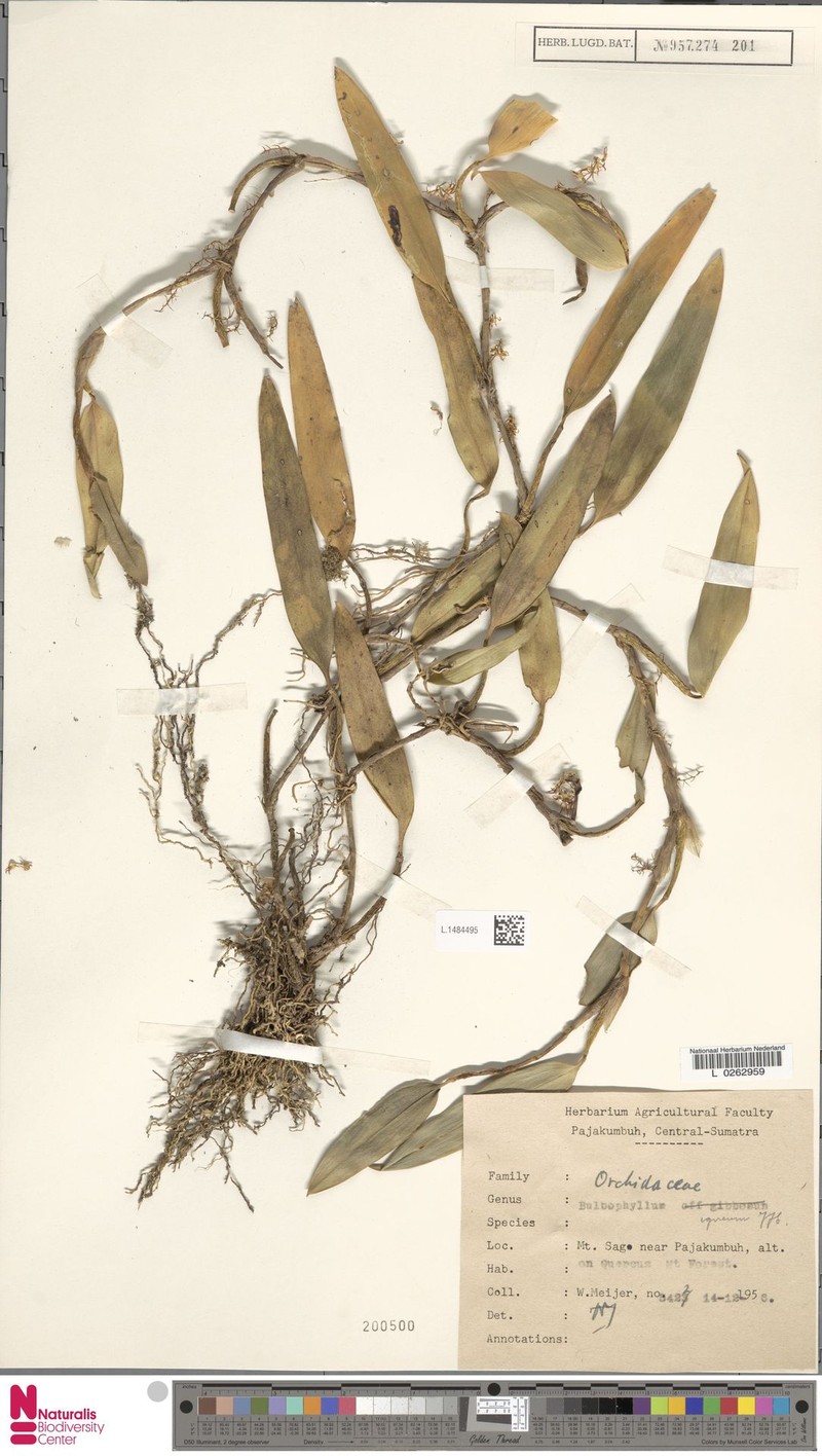 Bulbophyllum igneum photo 2