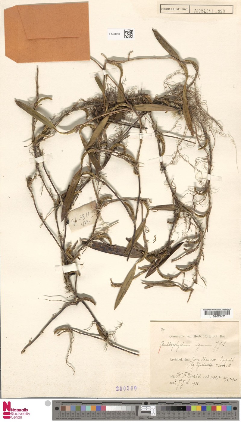Bulbophyllum igneum photo 3