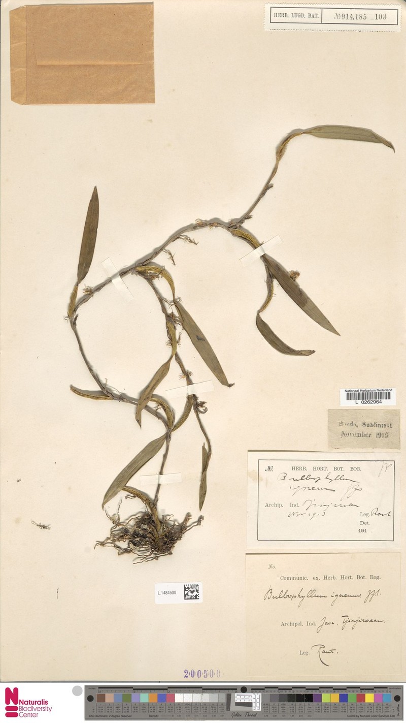 Bulbophyllum igneum photo 4