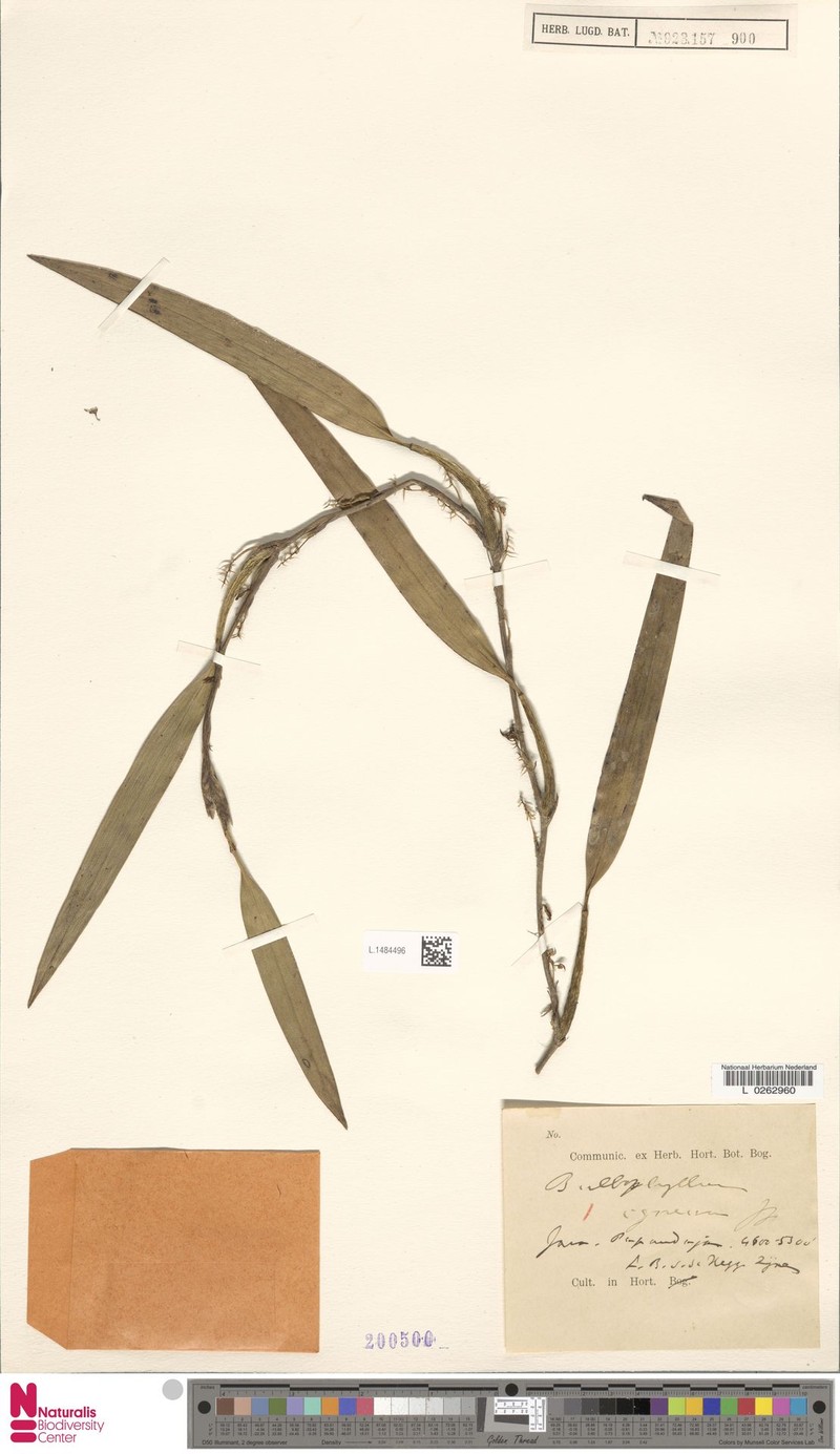 Bulbophyllum igneum photo 5