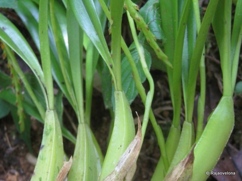 Bulbophyllum ikongoense photo 2