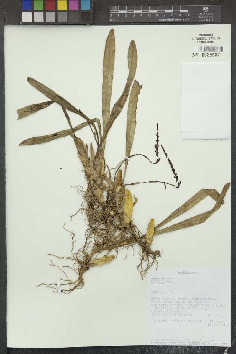 Bulbophyllum ikongoense photo 3