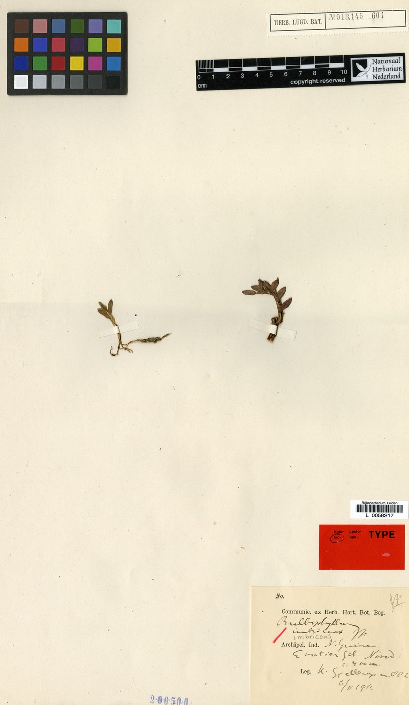 Bulbophyllum imbricans