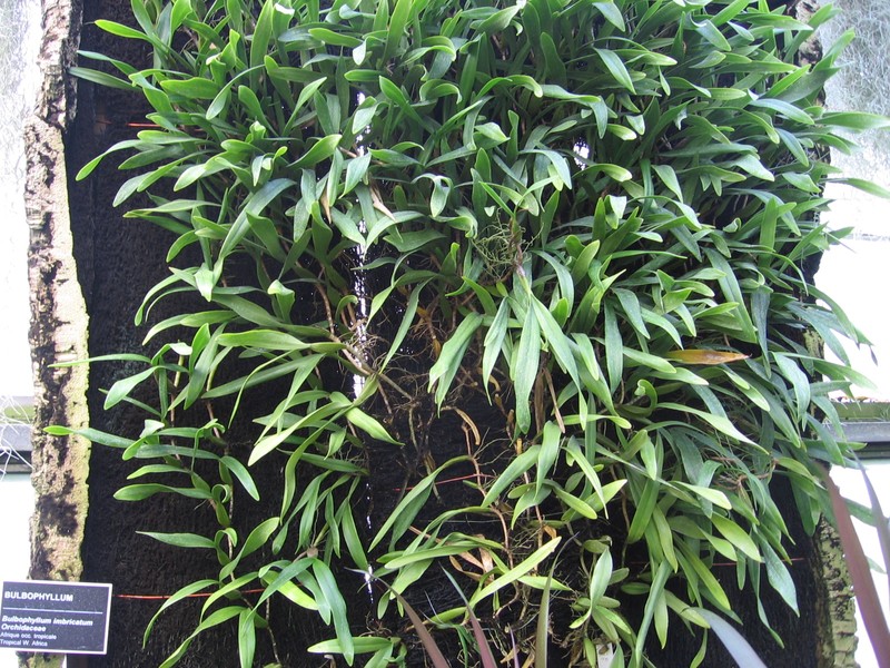 Bulbophyllum imbricatum