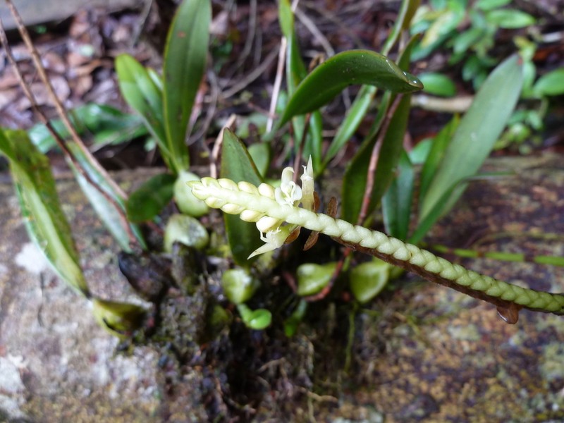 Bulbophyllum imbricatum photo 2