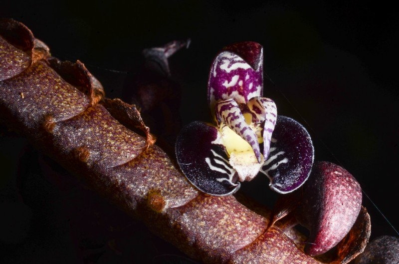Bulbophyllum imbricatum photo 3