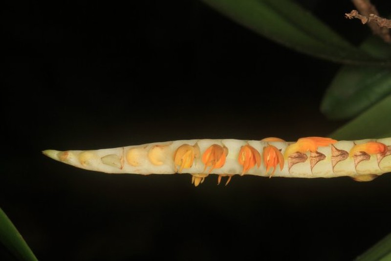 Bulbophyllum imbricatum photo 4
