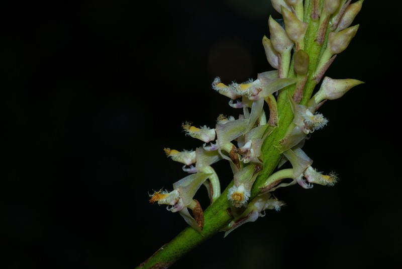 Bulbophyllum imerinense photo 2