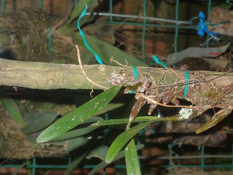 Bulbophyllum imerinense photo 3
