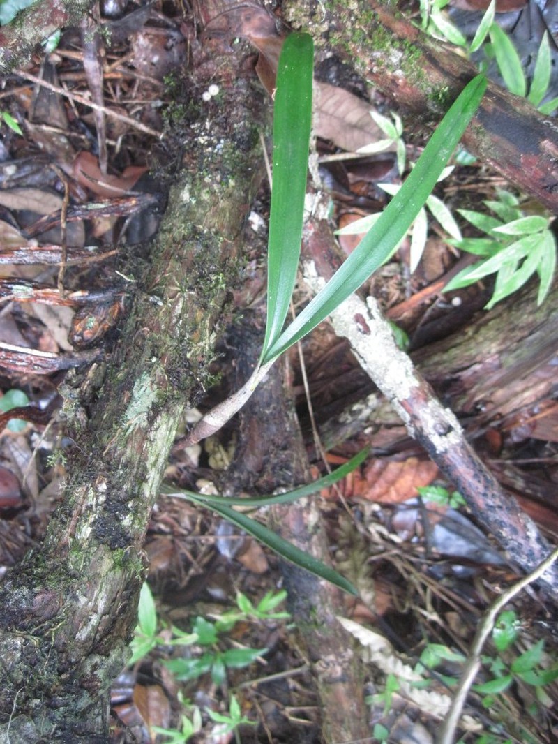Bulbophyllum imerinense photo 4