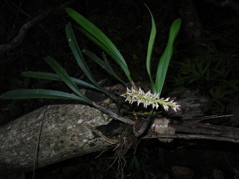 Bulbophyllum imerinense photo 5