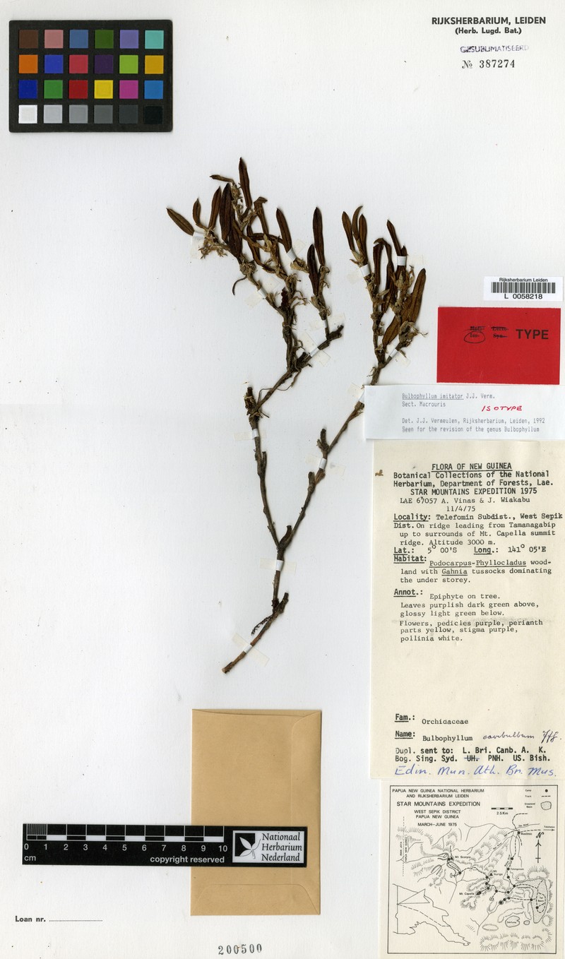 Bulbophyllum imitator