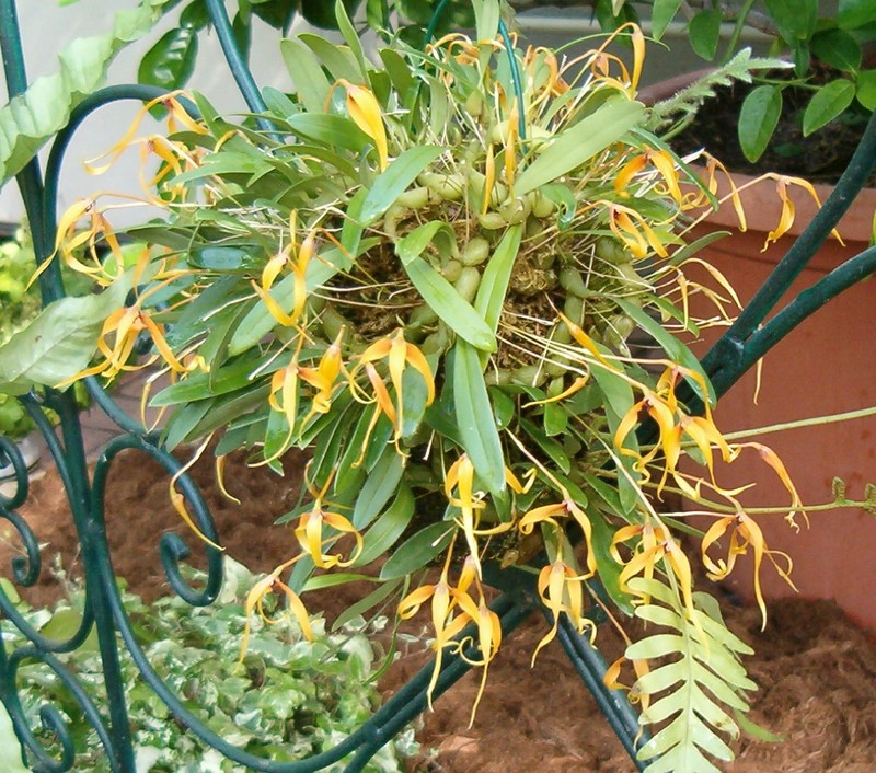 Bulbophyllum inaequale