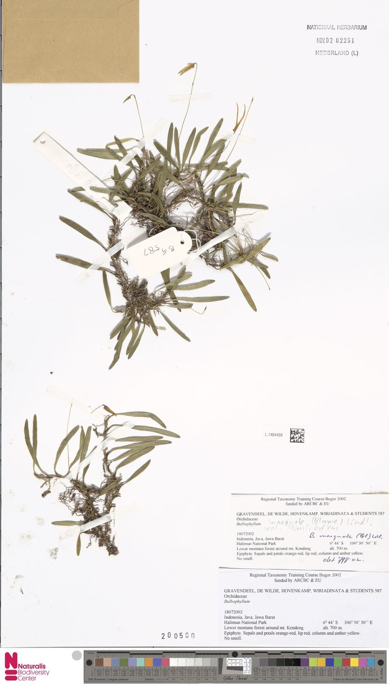 Bulbophyllum inaequale photo 2