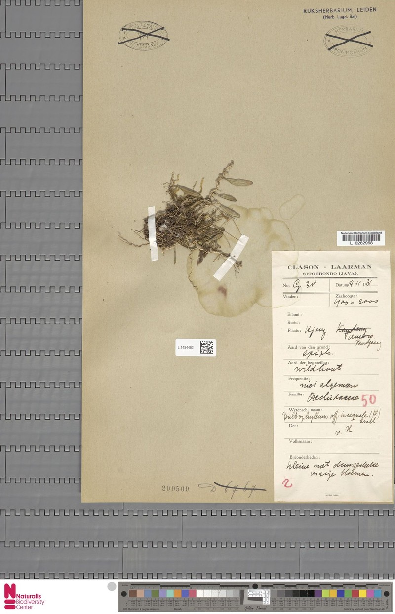 Bulbophyllum inaequale photo 3