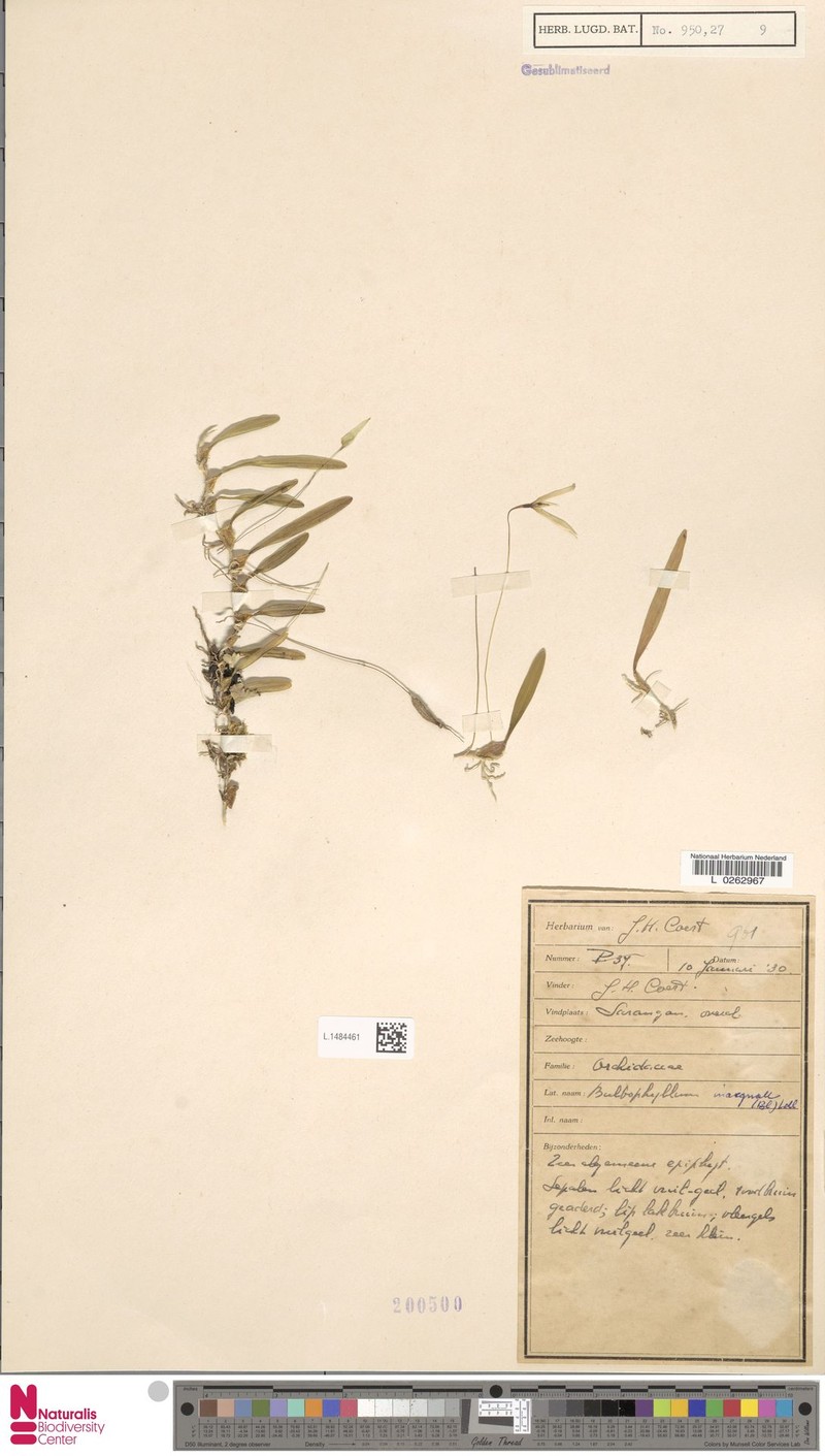 Bulbophyllum inaequale photo 4