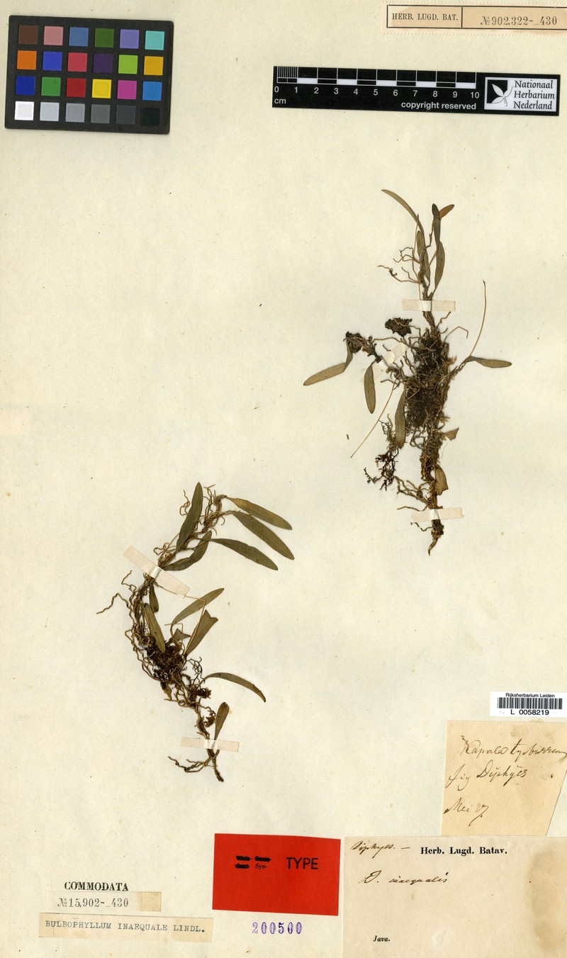 Bulbophyllum inaequale photo 5