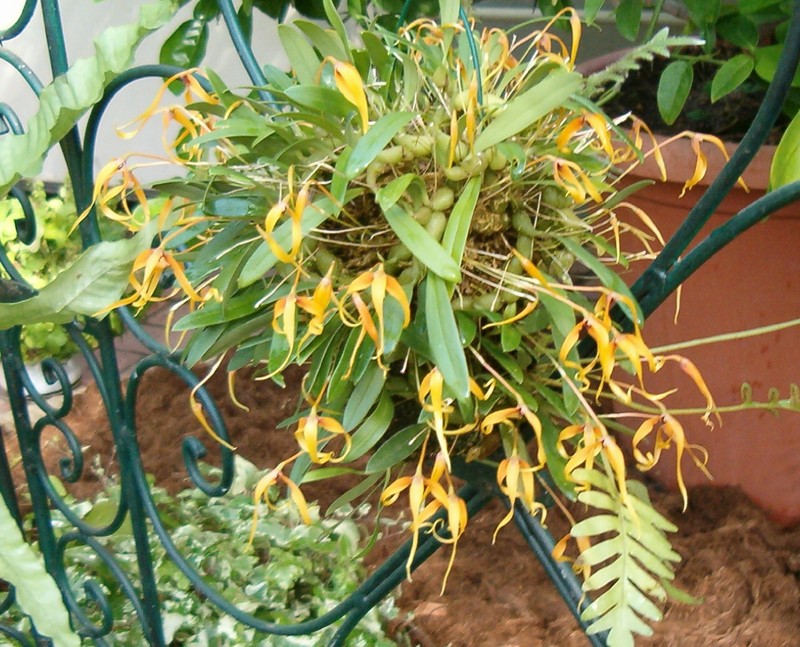 Bulbophyllum inaequale photo 6