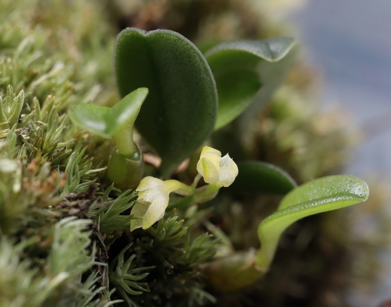 Bulbophyllum inconspicuum photo 2