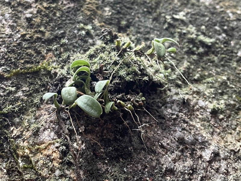 Bulbophyllum inconspicuum photo 3