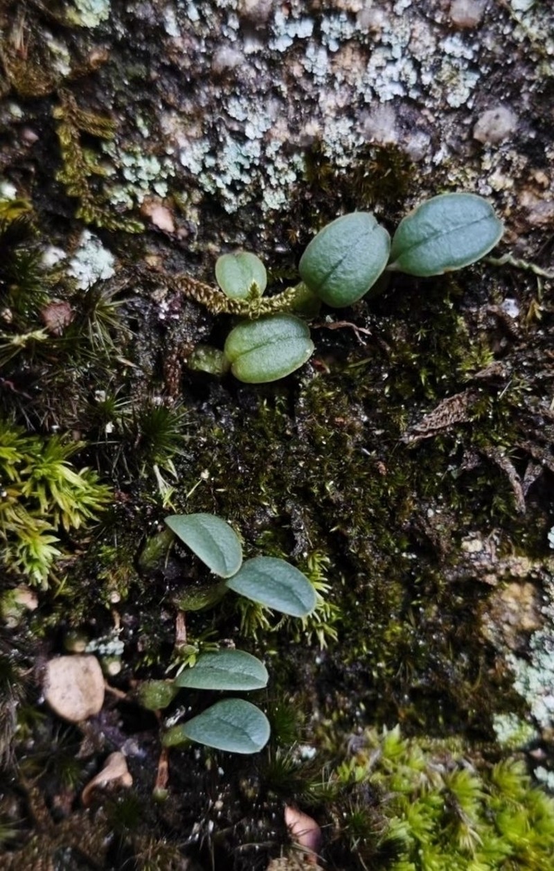 Bulbophyllum inconspicuum photo 4