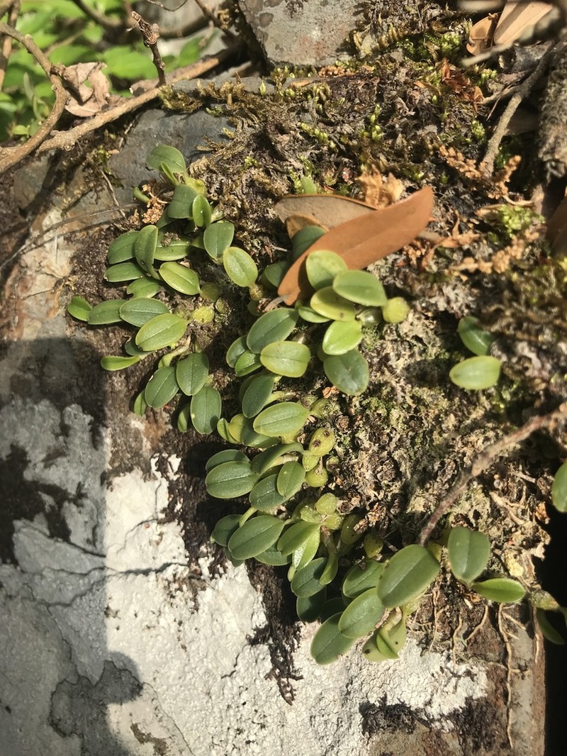 Bulbophyllum inconspicuum photo 7
