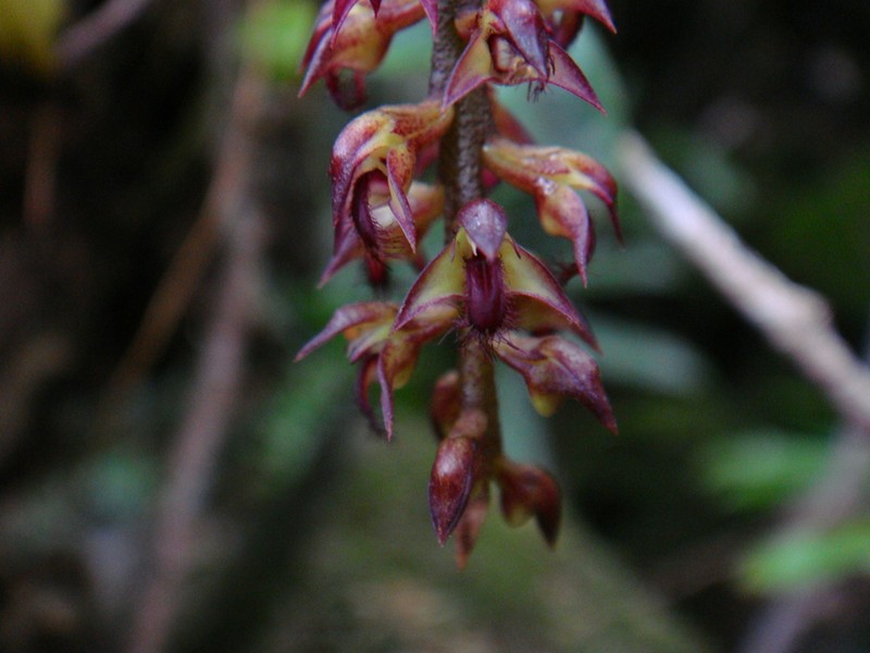 Bulbophyllum incurvum