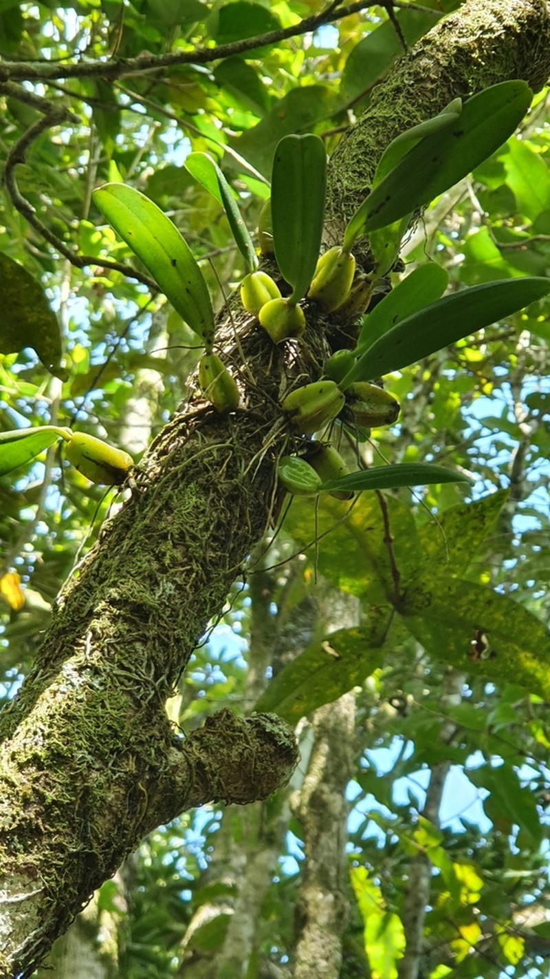 Bulbophyllum incurvum photo 2