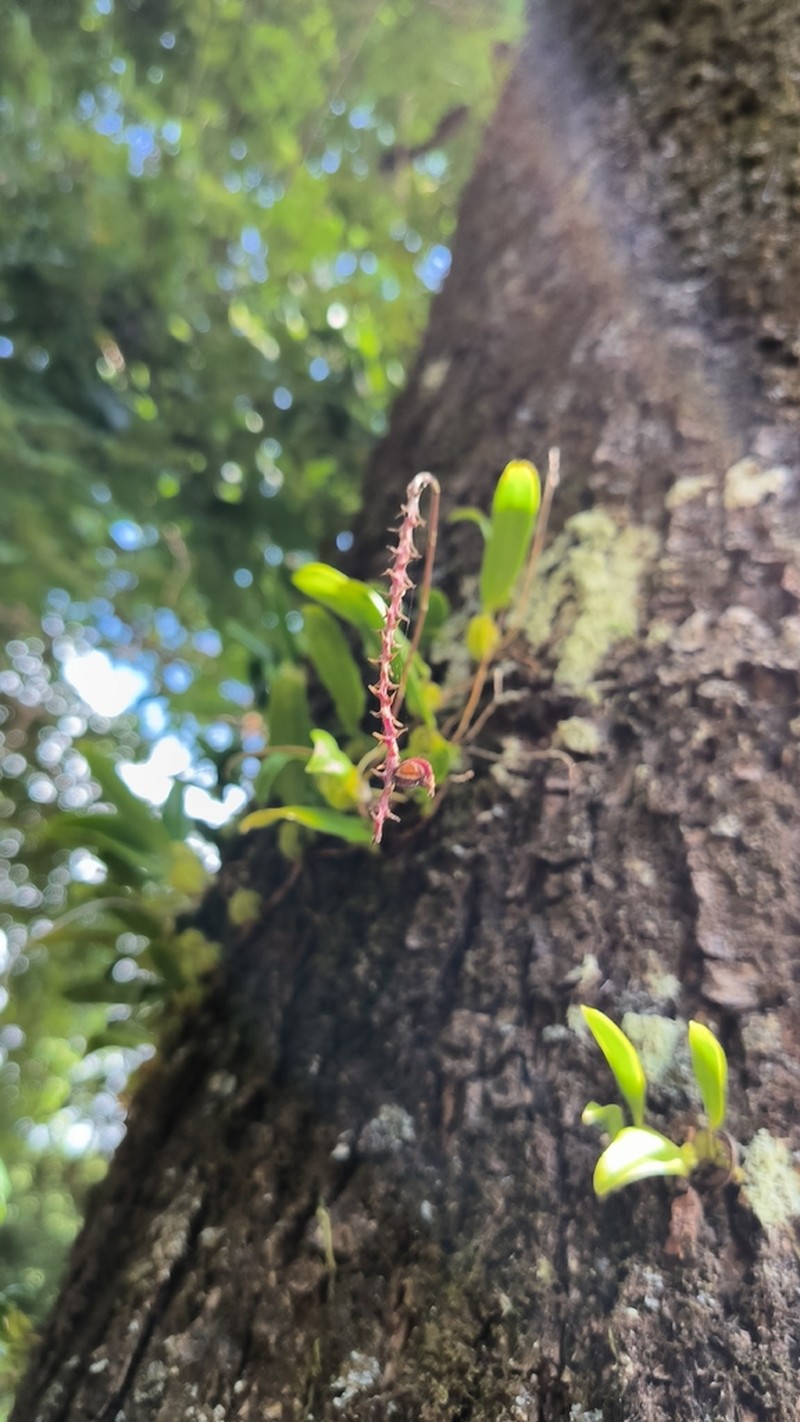 Bulbophyllum incurvum photo 3