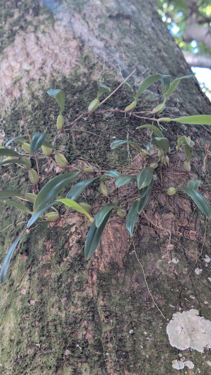 Bulbophyllum incurvum photo 4