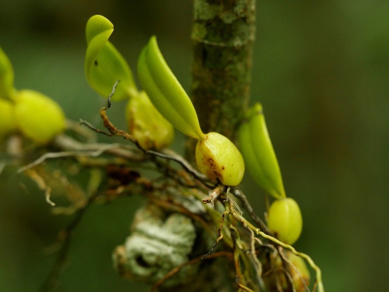 Bulbophyllum incurvum photo 5