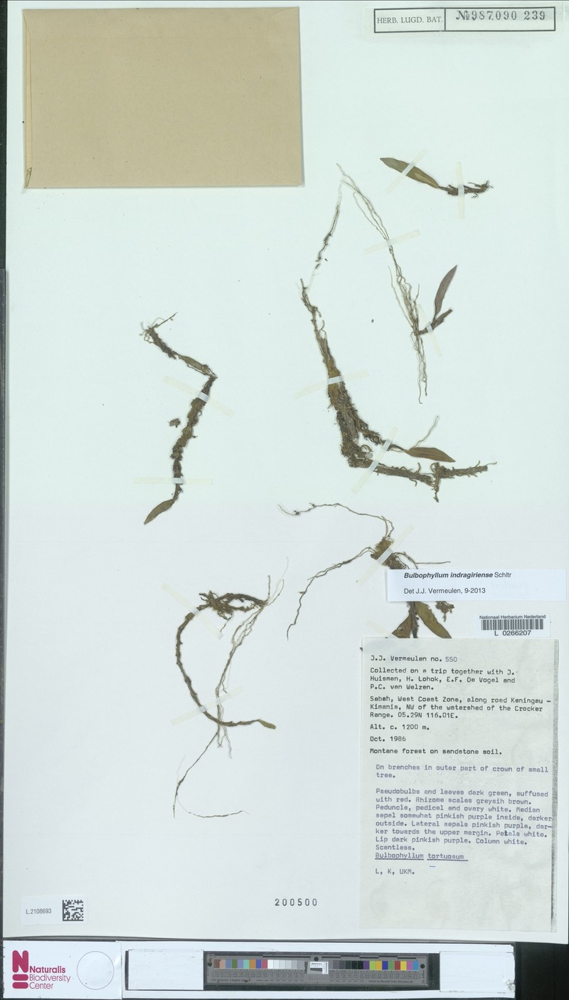 Bulbophyllum indragiriense