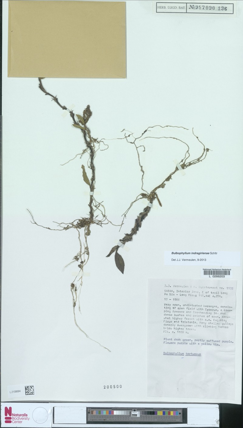 Bulbophyllum indragiriense photo 2