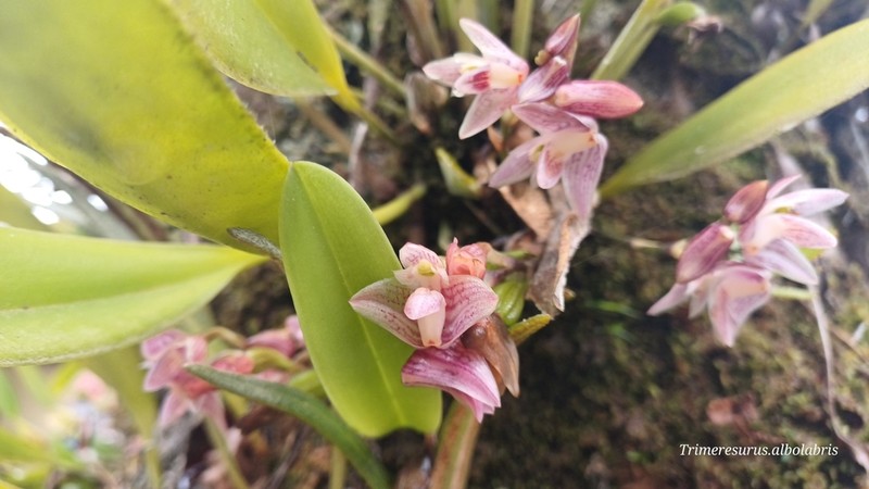 Bulbophyllum infundibuliforme photo 2
