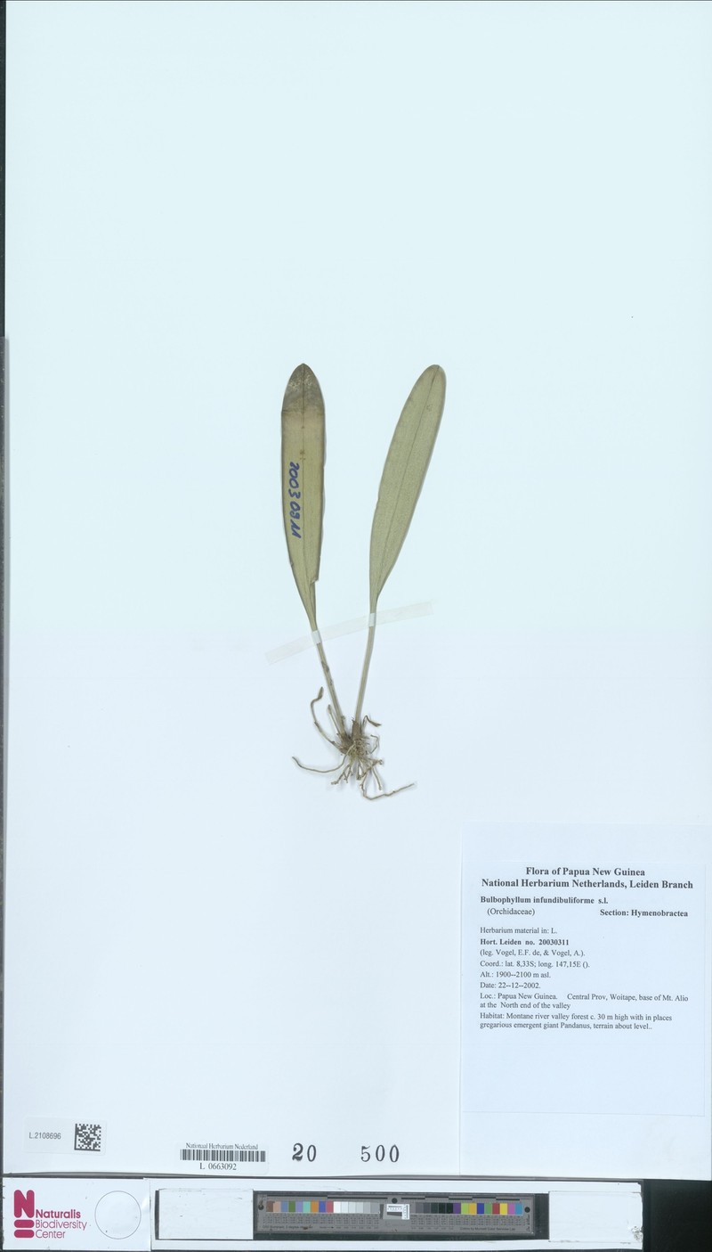 Bulbophyllum infundibuliforme photo 3