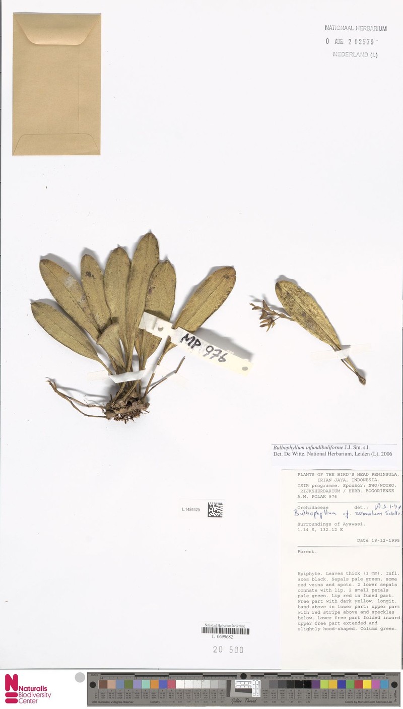 Bulbophyllum infundibuliforme photo 4