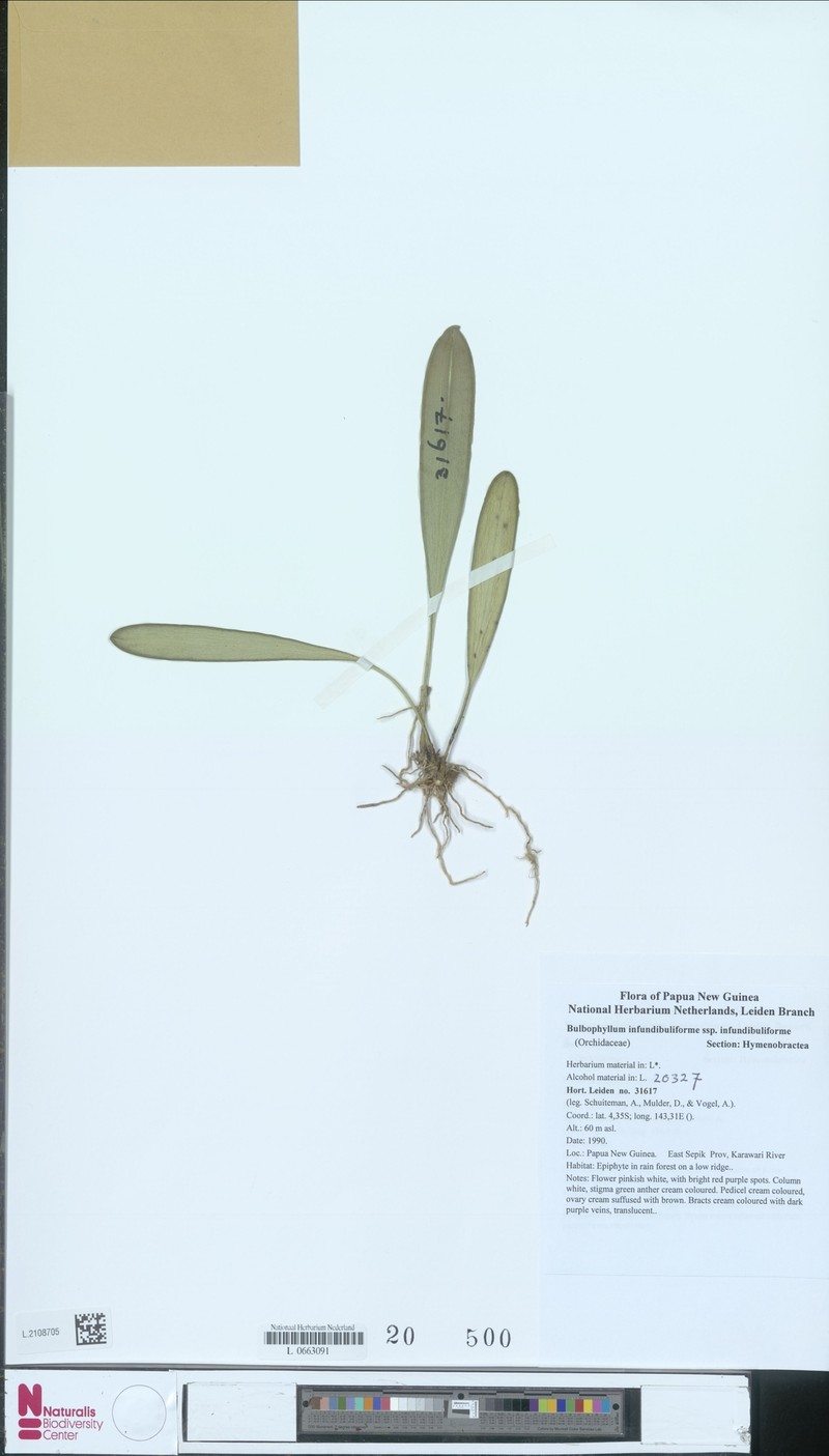 Bulbophyllum infundibuliforme photo 5