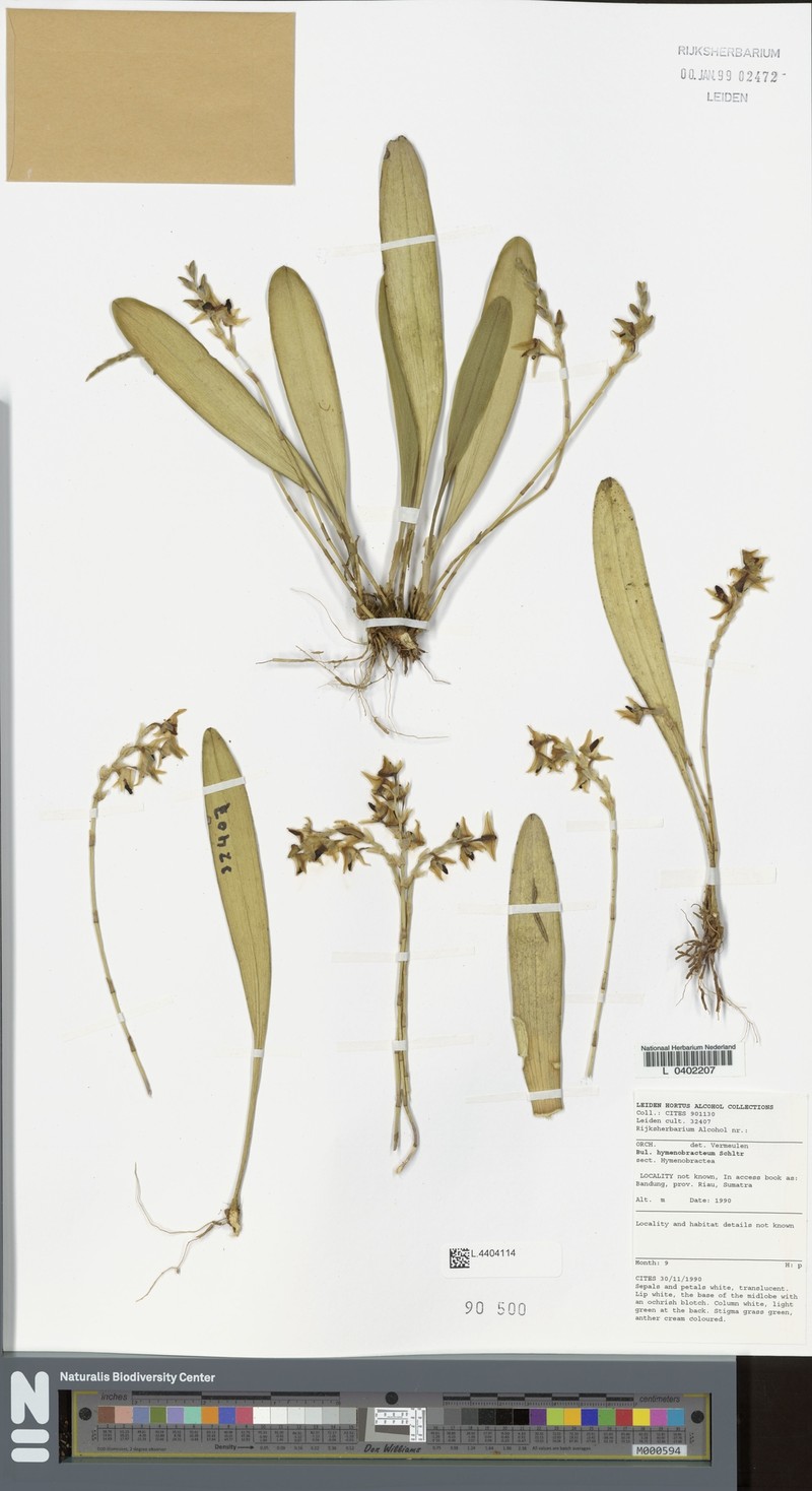 Bulbophyllum infundibuliforme photo 6