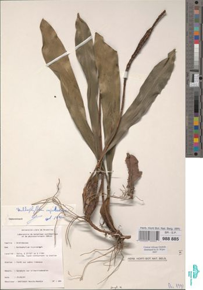 Bulbophyllum injoloense subsp. injoloense