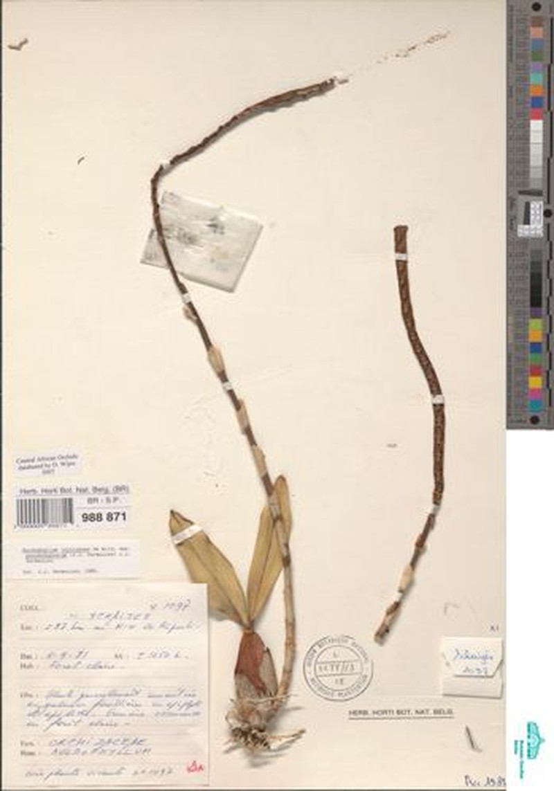 Bulbophyllum injoloense subsp. injoloense photo 2