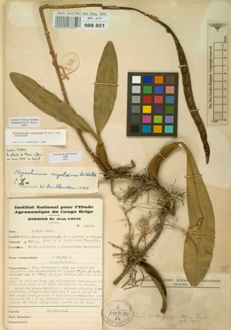 Bulbophyllum injoloense subsp. injoloense photo 4