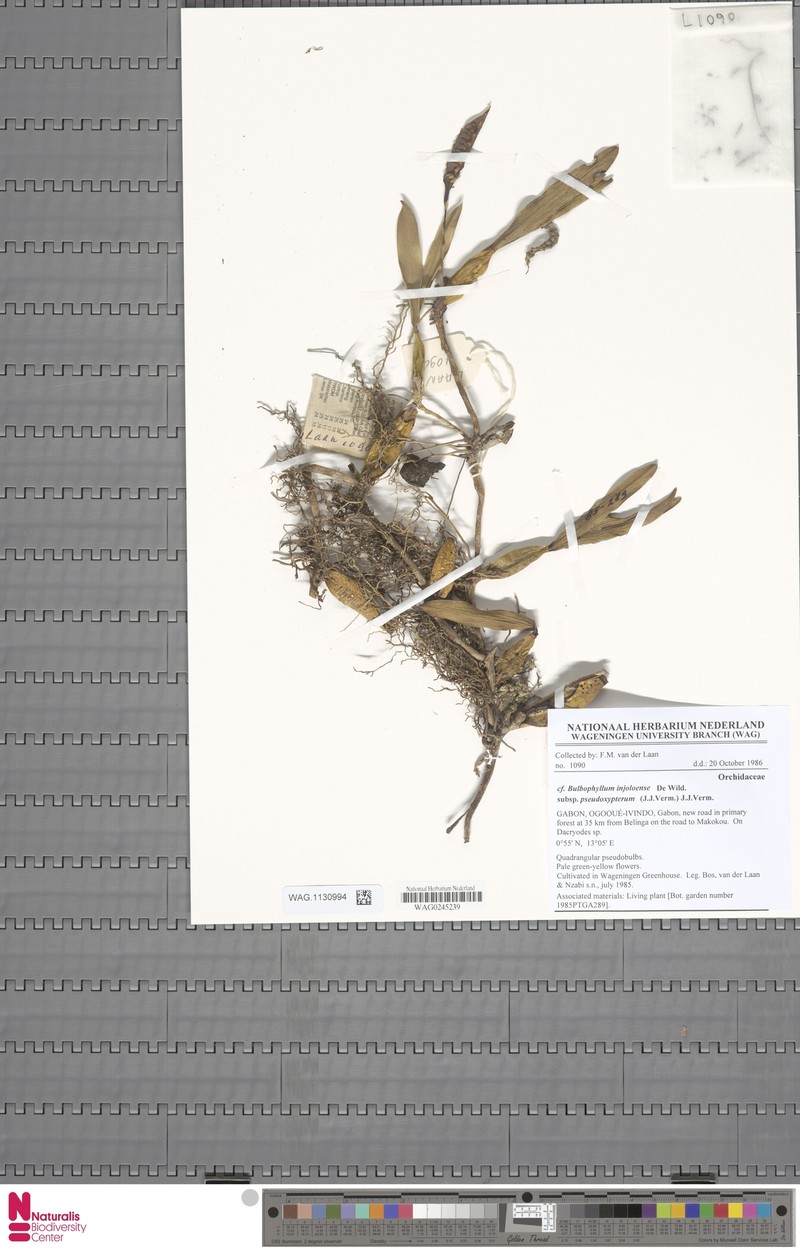 Bulbophyllum injoloense subsp. pseudoxypterum