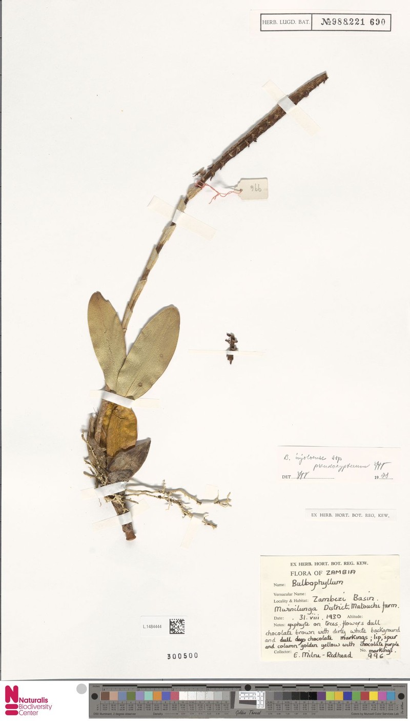 Bulbophyllum injoloense subsp. pseudoxypterum photo 2