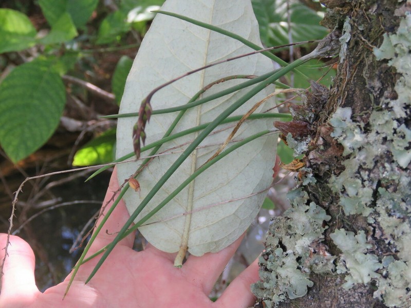 Bulbophyllum insectiferum photo 2