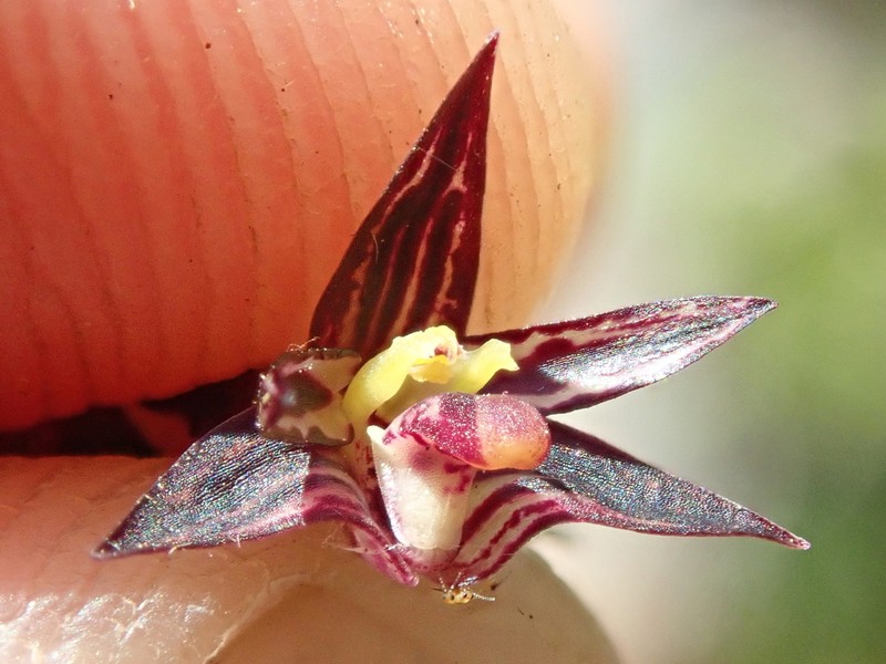 Bulbophyllum insectiferum photo 3